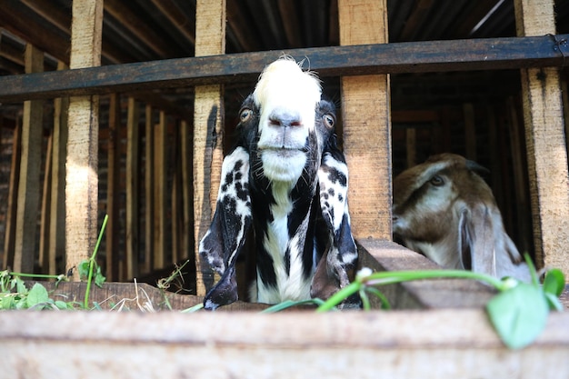 Goats graze on the farm goats in closeup on an ecofarm in a pen The concept of cattle grazing