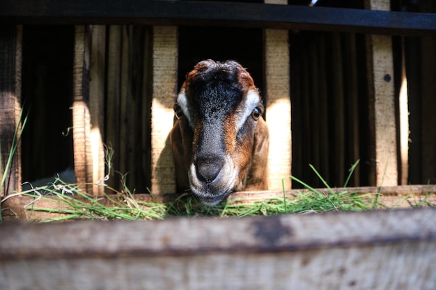 Goats graze on the farm goats in closeup on an ecofarm in a pen The concept of cattle grazing