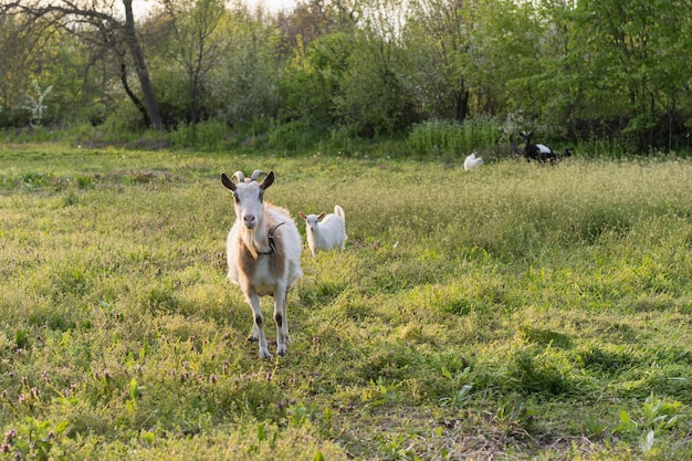 Goats grazing in a grass field on a farm animal sanctuary