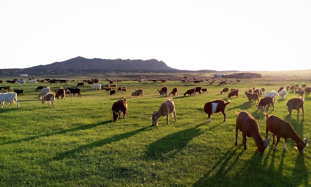 goats grazing on grassy field against clear sky