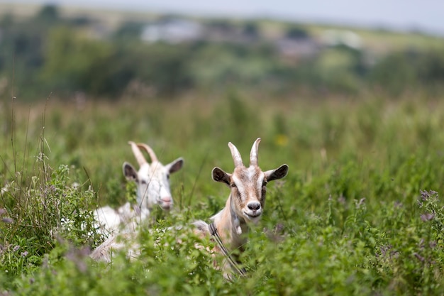 Goats grazing in green grassy fields.