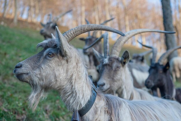 Goats grazing