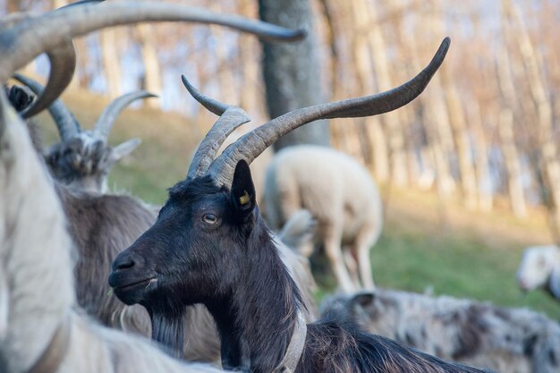 Goats grazing