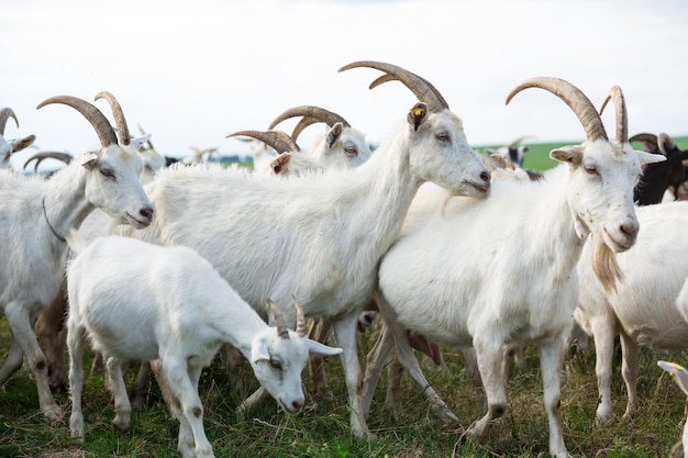 Goats in a herd