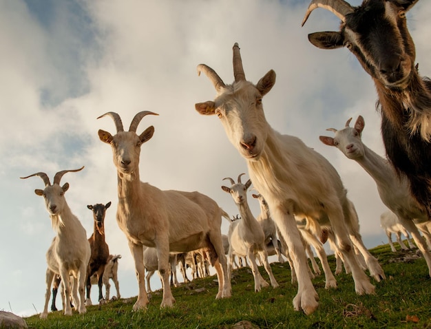 Goats in high mountain pasture