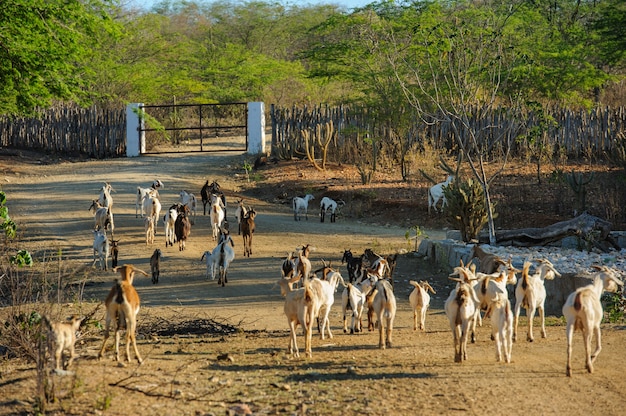 2012年11月1日、ブラジル、パライバ、カバセイラスのカリリ地域のヤギ。