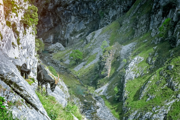 アストゥリアスの山の風景の中のヤギ