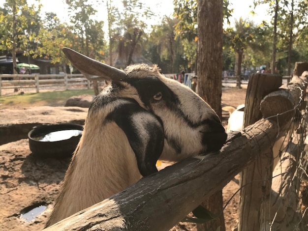 写真 動物園 の ヤギ