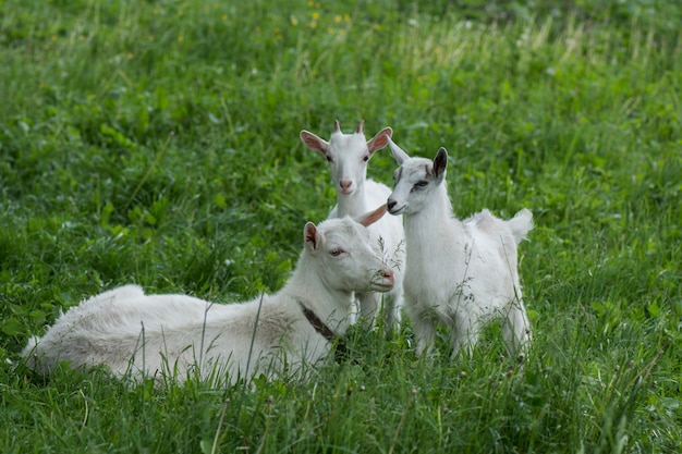 Goats is grazed on a green meadow 