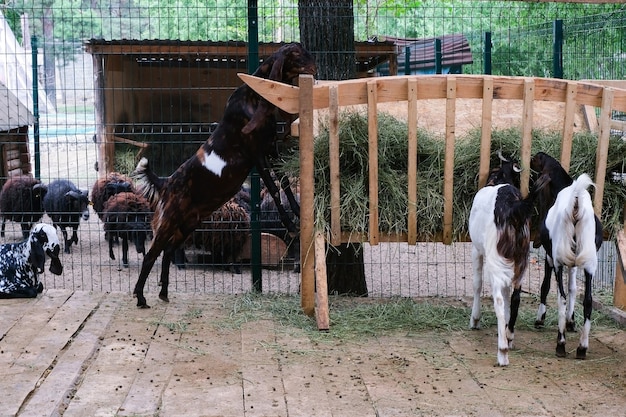 Goats, Kamori breed on the farm eat hay and grass. Long eared goats of the Asian breed