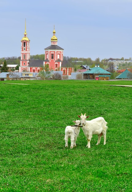 Goats on the lawn of the park