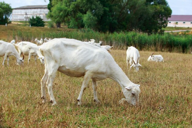 Photo goats in the meadow