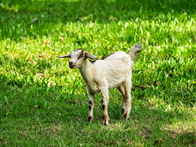 Photo goats in the meadow