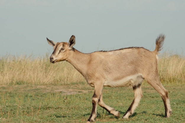 Capre in natura. una testa di capra cornuta marrone su sfondo naturale sfocato. gregge di capre e gregge di pecore nel campo di ryazan