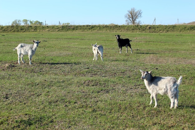 goats on the pasture in early spring