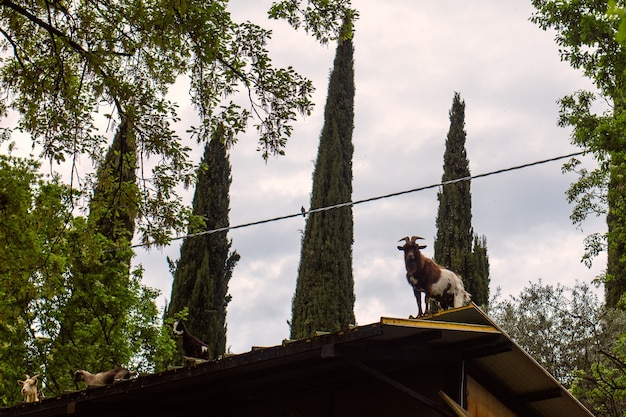 Goats on the roof of a rural building looking for food