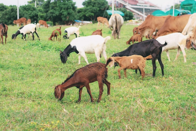 Goats on rural pastures.