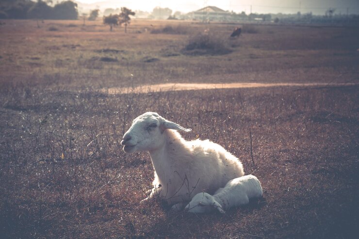 फोटो goats sitting on field