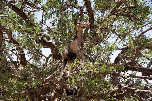 The goats in the trees eat the foliage. Only in Morocco live goats that climb trees. Morocco, Africa