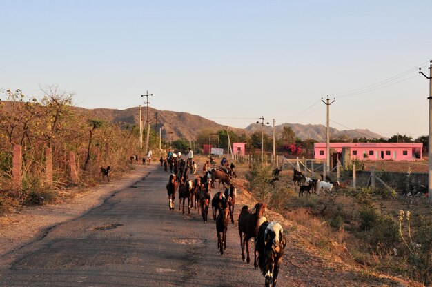 Goats walking on road against clear sky