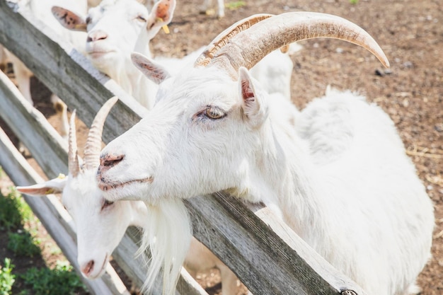 goats in a wooden corral peeps through the railing on the farm