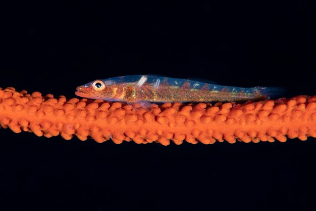 Foto pesce goby su un corallo la vita marina di bali