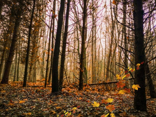 Goddelijk dicht donker herfstbos met gele kleurrijke bladeren Herfst herfst kleurrijke vallende bladeren tussen griezelige bomen