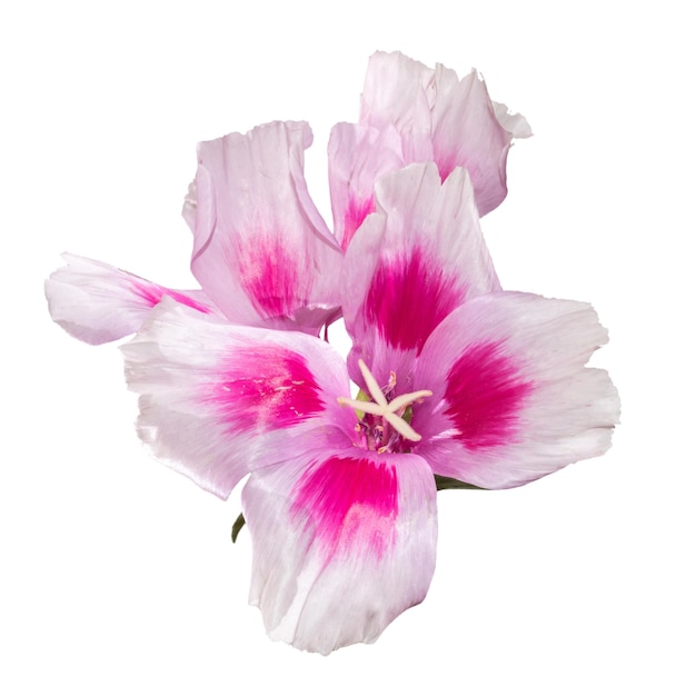 Godetia bloem geïsoleerd Een tak van prachtige roze en paarse lentebloemen