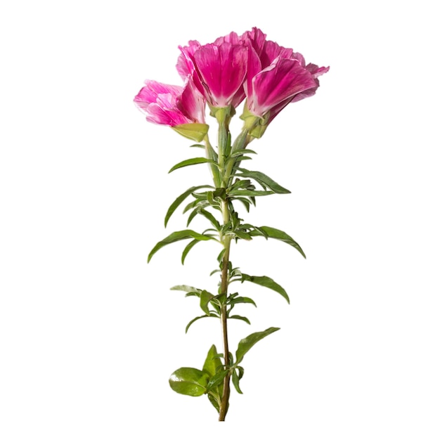 Godetia flower isolated A branch of beautiful pink and purple spring flowers