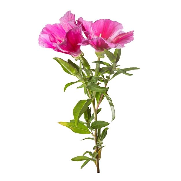 Godetia flower isolated A branch of beautiful pink and purple spring flowers