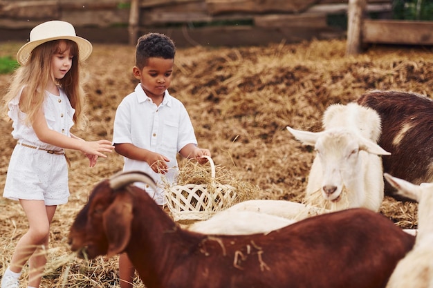 Goed zonnig weer Schattige kleine Afro-Amerikaanse jongen met Europees meisje is op de boerderij met geiten