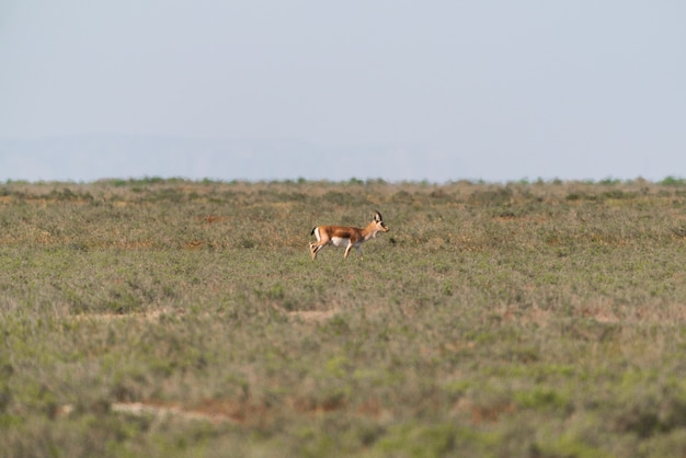 Goitered gazelle Jeyran in field. Wildlife nature reserve