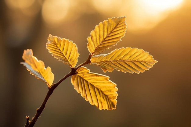 Gold backlight