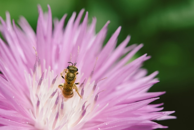 Gold bee pollinates pink cornflower with whitish center in sunny day close up. 