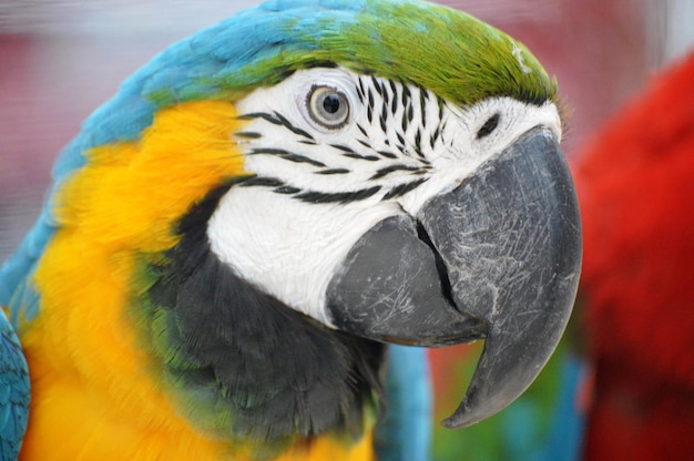 Gold and blue macaw