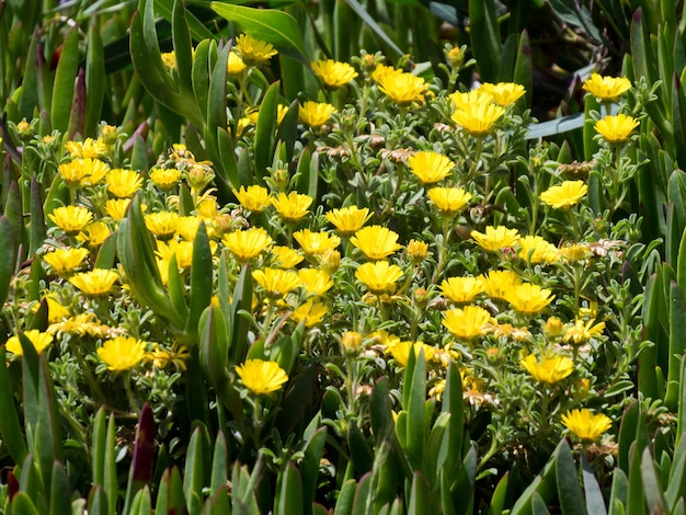 Gold Coin Mediterranean Beach Daisy Asteriscus maritimus Bubonium maritimum