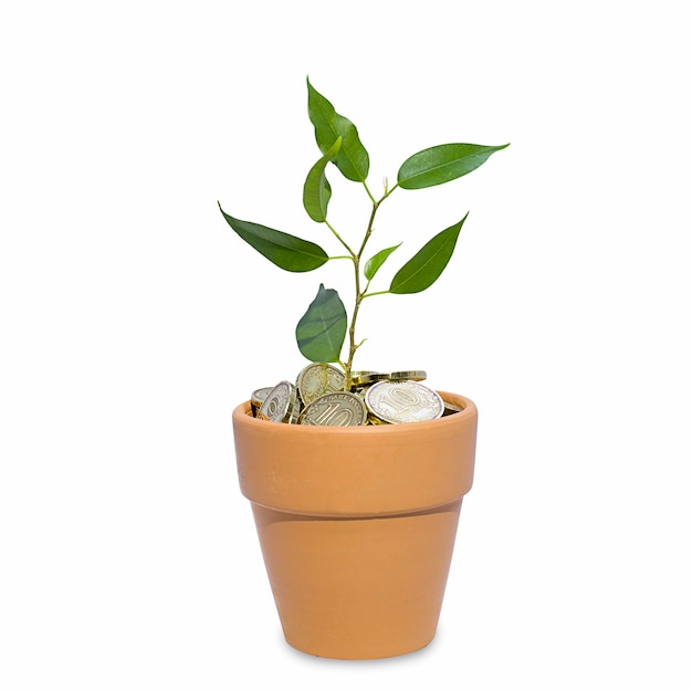 Gold coins in a clay pot and a young sprout isolated on a white background