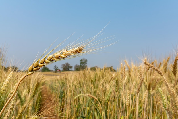 Gold color ear of barley in organic barley field