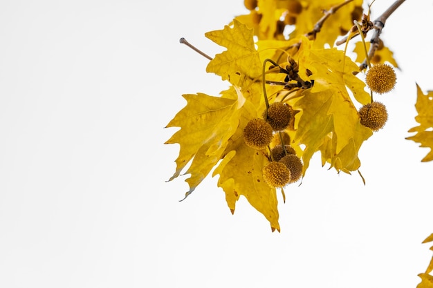 Листья золотого цвета плоского дерева, изолированные на белом фоне. Platanus orientalis, Явор Старого Света, Восточная плоскость.