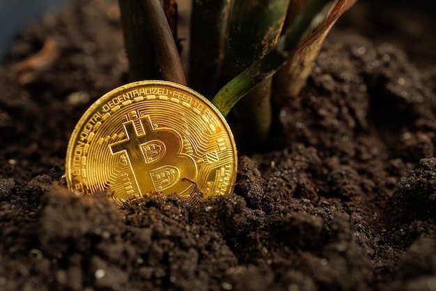 A gold coloured bitcoin digital coin that is planted in a pot of earth