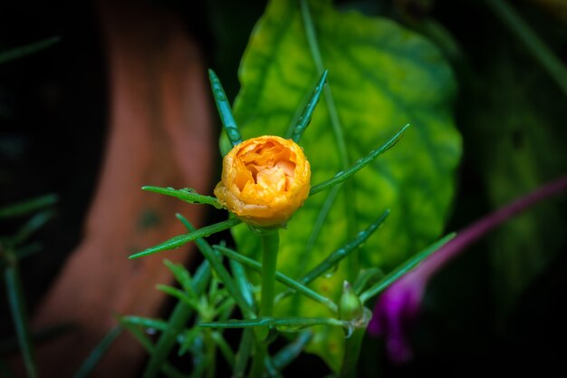 金の一般的な木の花粉に焦点を当て