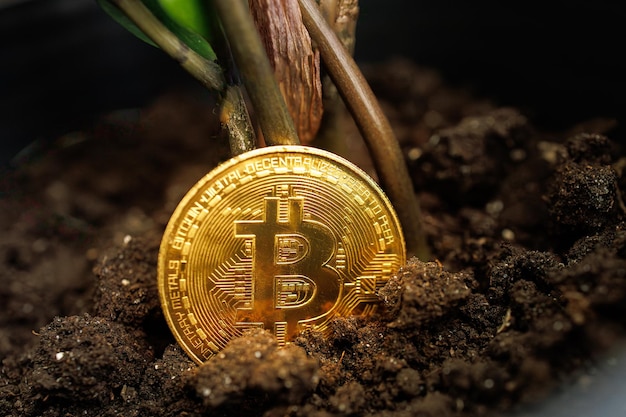 Gold crypto Bitcoin coin that is planted in the ground starts to sprout from the back of the