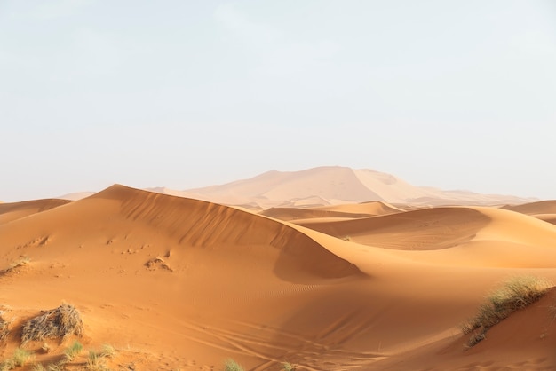 Gold desert in sunset. Morocco.