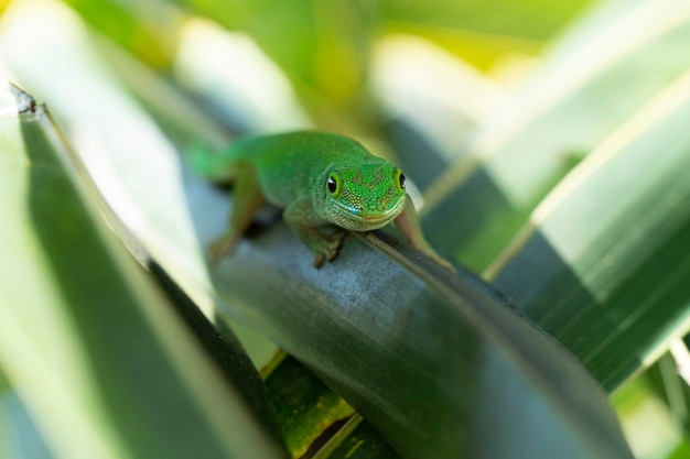 Gold dust green gecko on green leave in seychelles