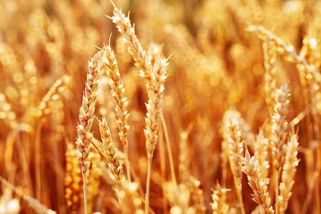 따뜻한 햇빛에 밀의 금 귀 일몰 빛의 밀밭 풍부한 수확 개념