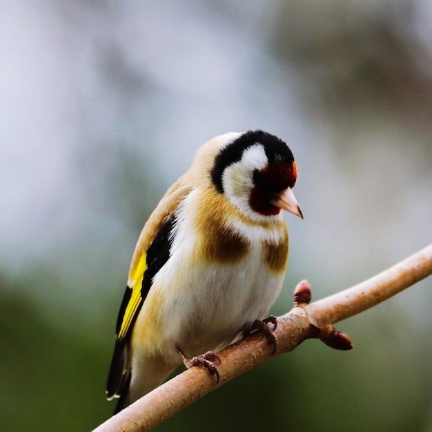 Gold finch on a branch