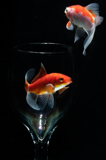 Gold Fish in Aquarium with solid black background