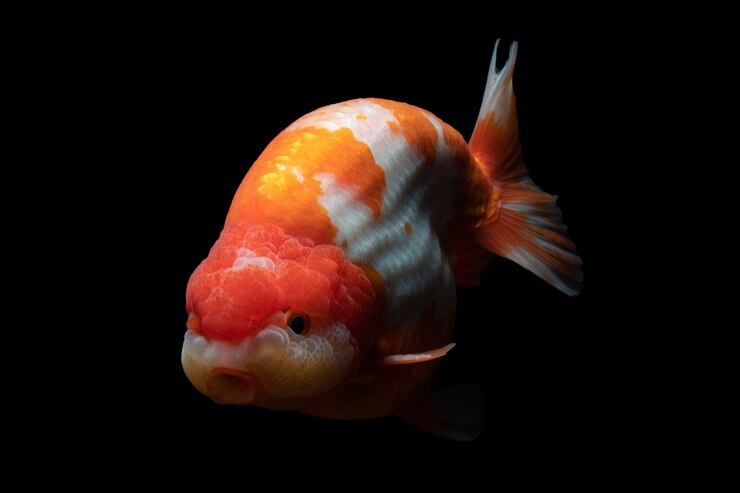Gold Fish, huisdier in cultuur Aziatisch Japan en China, voor geluk in traditioneel