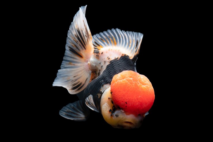 Gold Fish, huisdier in cultuur Aziatisch Japan en China, voor geluk in traditioneel