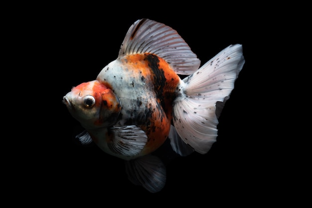 Gold Fish, huisdier in cultuur Aziatisch Japan en China, voor geluk in traditioneel